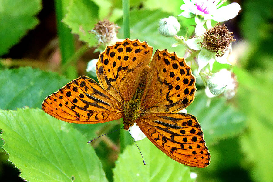 photographer KIboko wildlife  photo