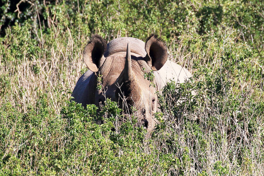 photographer KIboko wildlife  photo