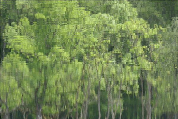 photographer Bitten by the Bug abstract  photo