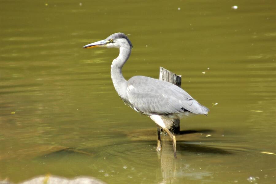photographer Vertor wildlife  photo taken at Beckton Park London