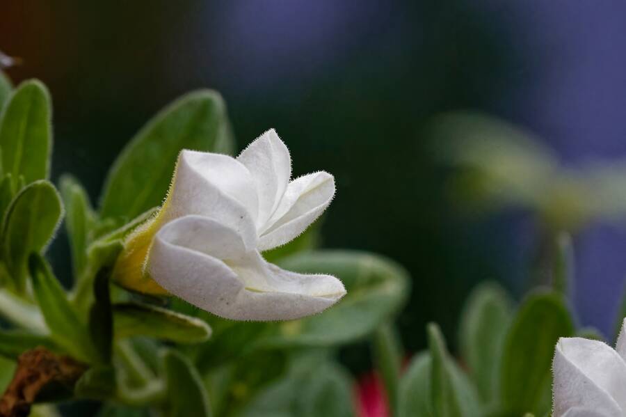 photographer dntphotographs macro  photo. close up of a white flower in the garden.