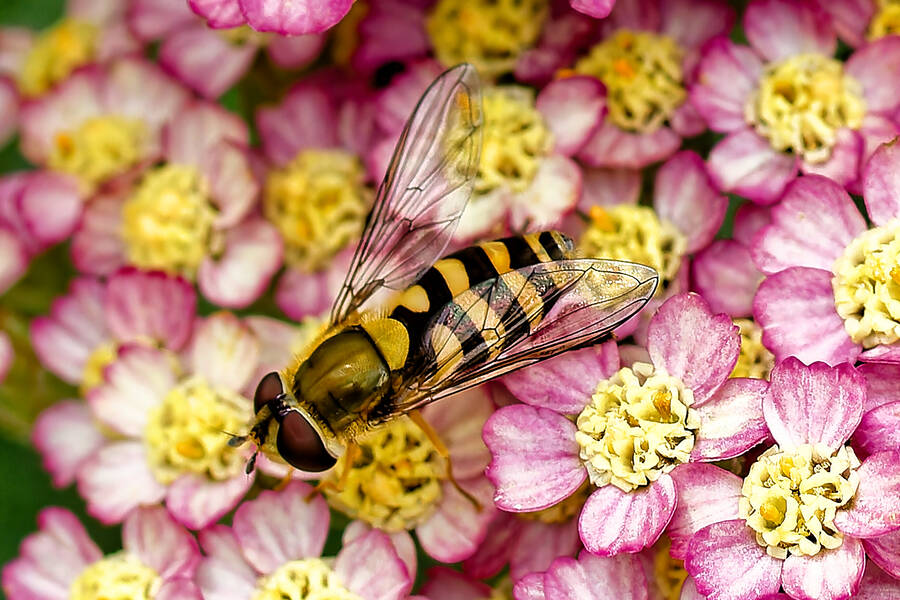 photographer dntphotographs wildlife  photo