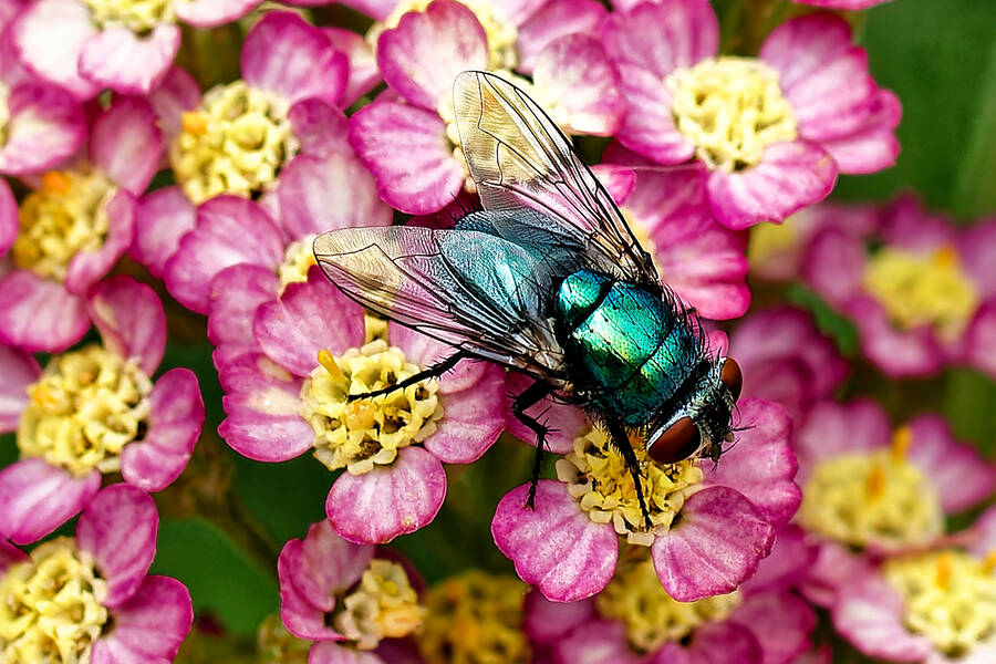 photographer dntphotographs wildlife  photo