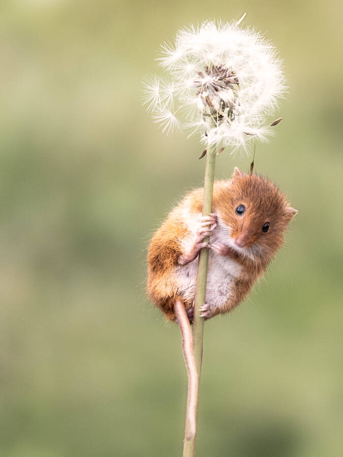 photographer Steve wildlife  photo