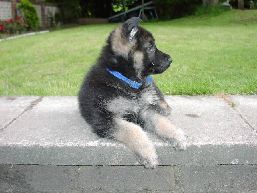 photographer Rosewood  Pix portraiture  photo