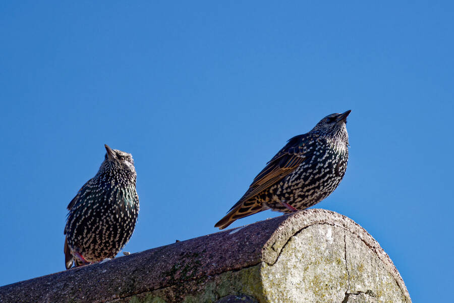 photographer dntphotographs wildlife  photo taken at North Yorkshire