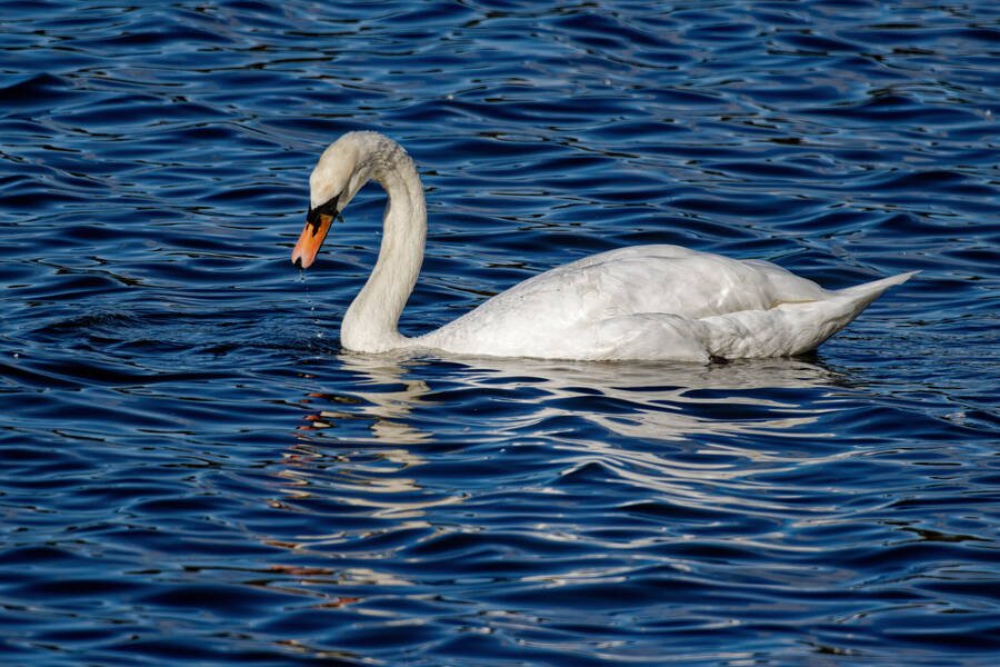 photographer dntphotographs wildlife  photo taken at North Yorkshire