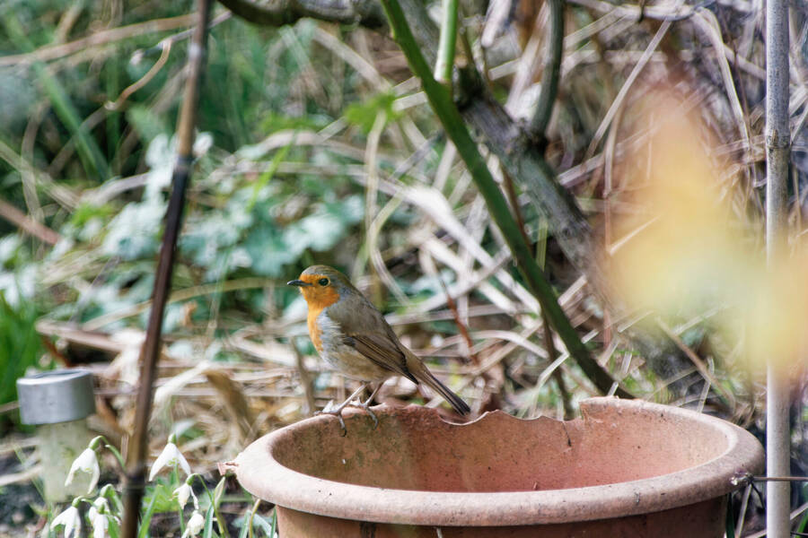 photographer dntphotographs wildlife  photo taken at North Yorkshire