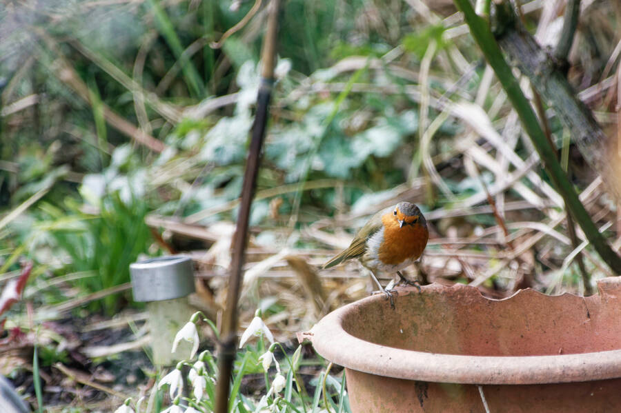 photographer dntphotographs wildlife  photo taken at North Yorkshire