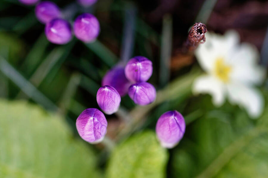 photographer dntphotographs macro  photo taken at North Yorkshire