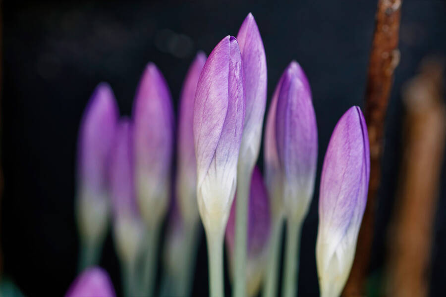 photographer dntphotographs macro  photo