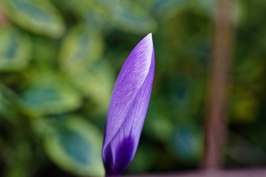 photographer dntphotographs macro  photo taken at North Yorkshire