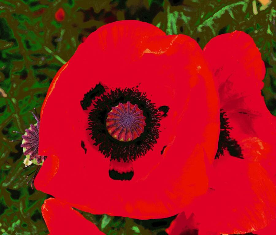 photographer Martin330 still life  photo