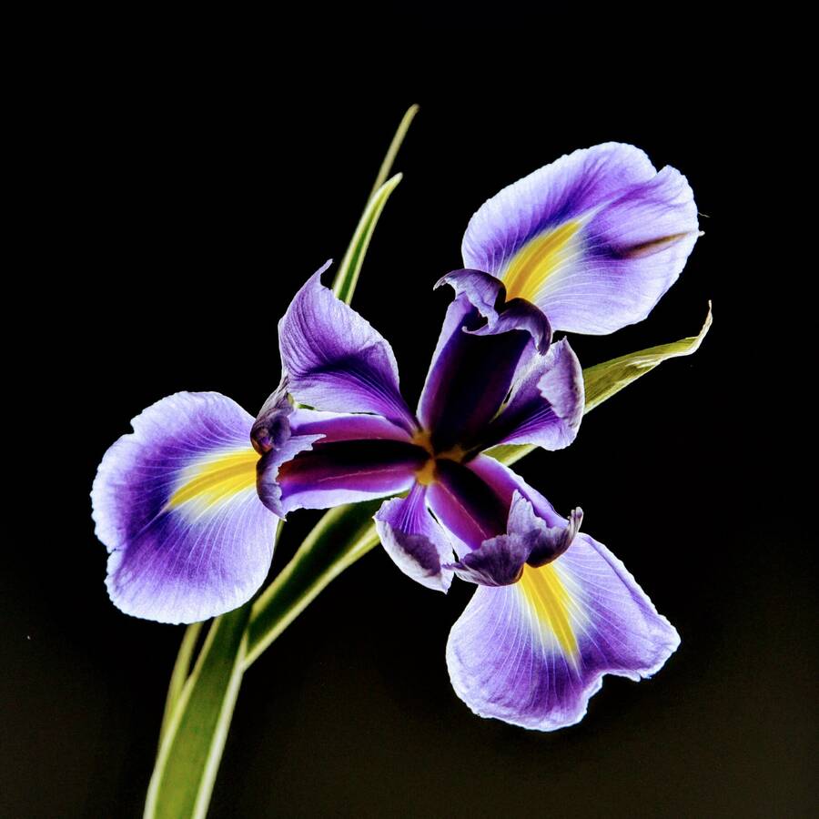 photographer TonyHill still life  photo