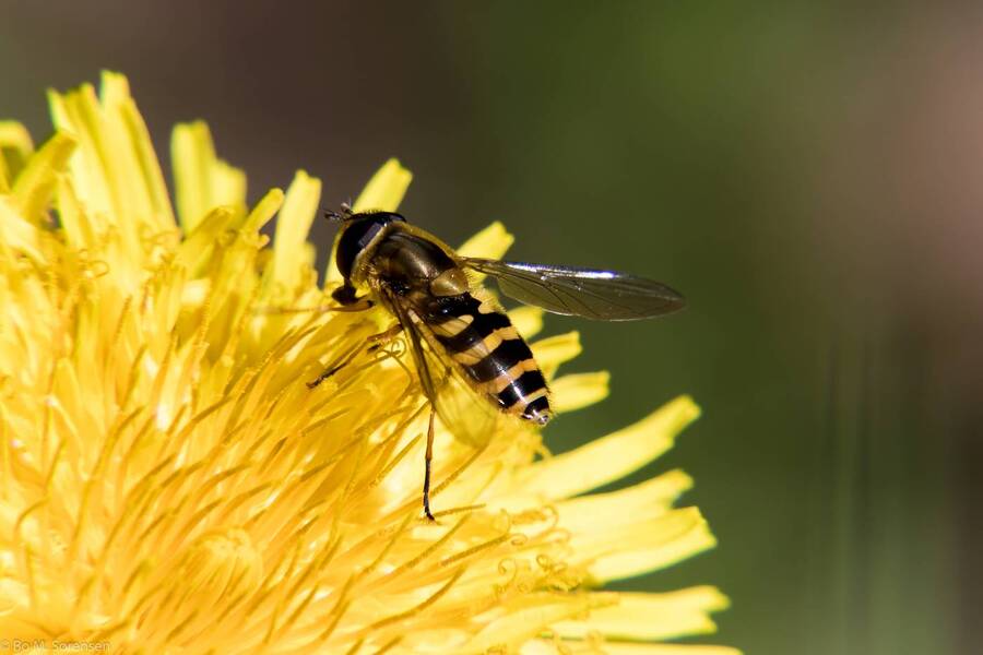 photographer Van Rinkel macro  photo