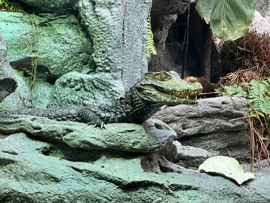photographer LS Reflections wildlife  photo taken at Shedd Aquarium, Chicago, IL, USA