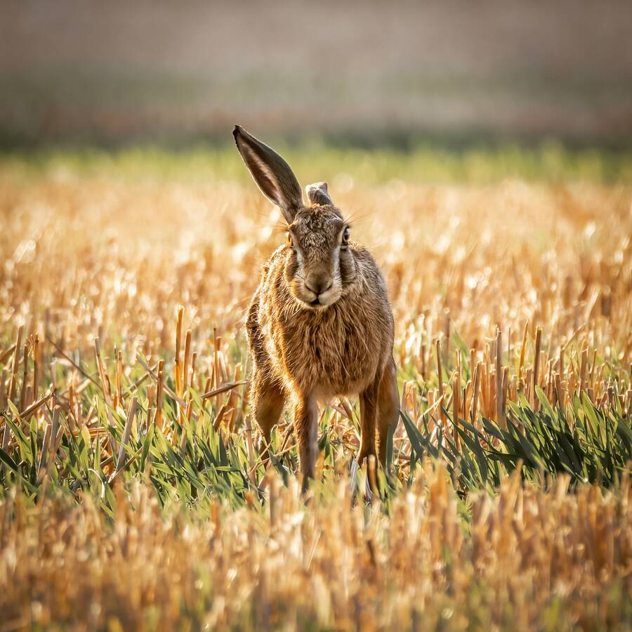 photographer Steve wildlife  photo
