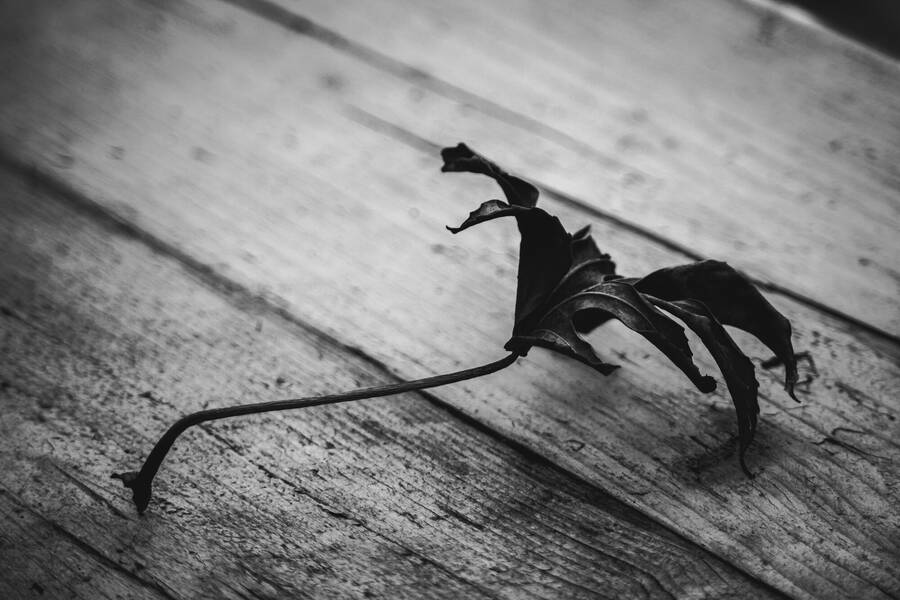 photographer Gabriel Burns macro  photo