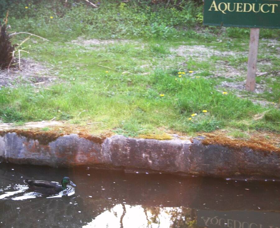 photographer DamoTogYP wildlife  photo taken at Llangollen, North Wales