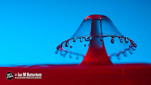 photographer ianbutty macro  photo taken at Ian's Studio, Stockport