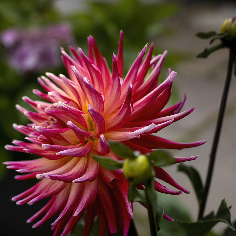 photographer Aspull photography uncategorized  photo