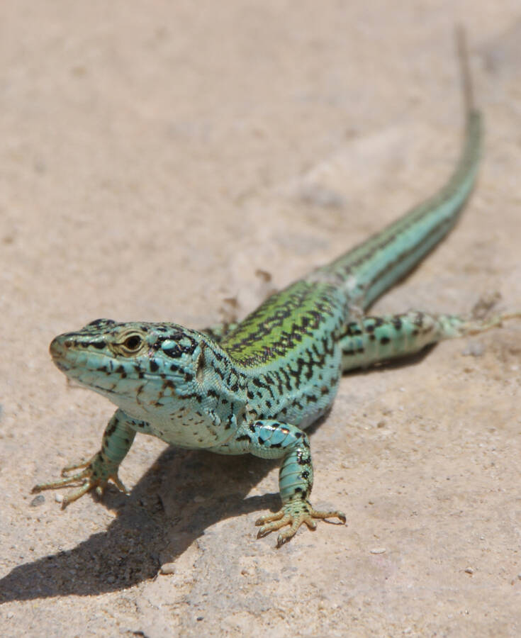 photographer iain wildlife  photo