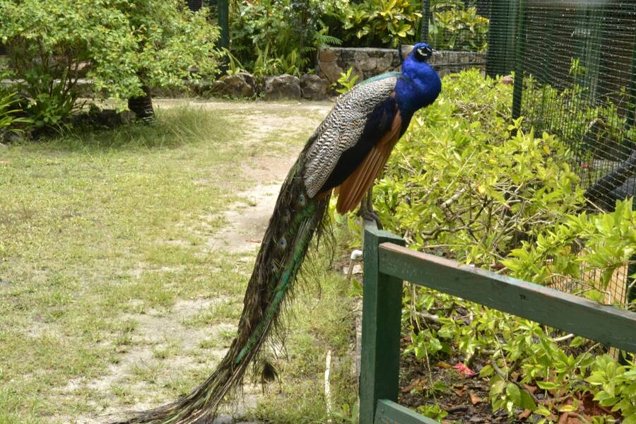 photographer darcyrfd wildlife  photo. proud peacock.