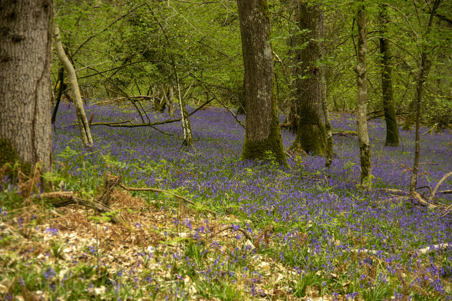 photographer David Blandford Photography still life  photo