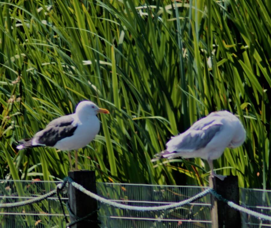 photographer Vertor wildlife  photo taken at Barrow Park