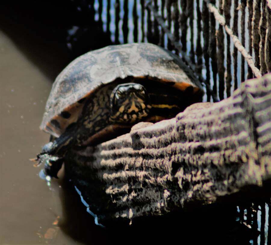 photographer Vertor wildlife  photo taken at Barrow Park