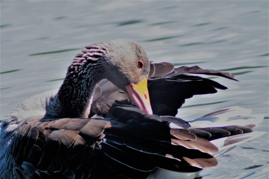 photographer Vertor wildlife  photo taken at Barrow Park