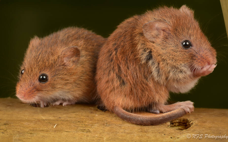 photographer Ray Middleton wildlife  photo