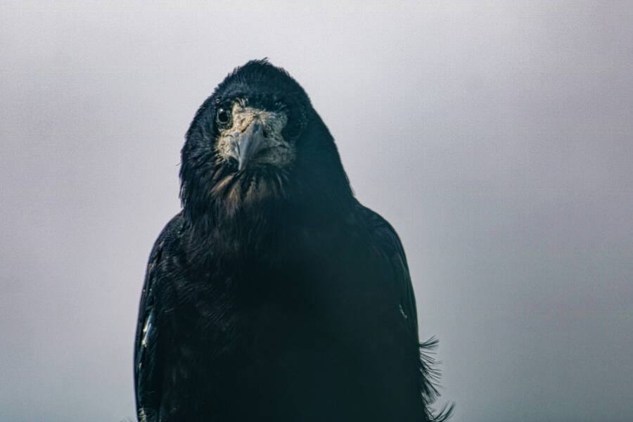 photographer dntphotographs wildlife  photo taken at North Yorkshire