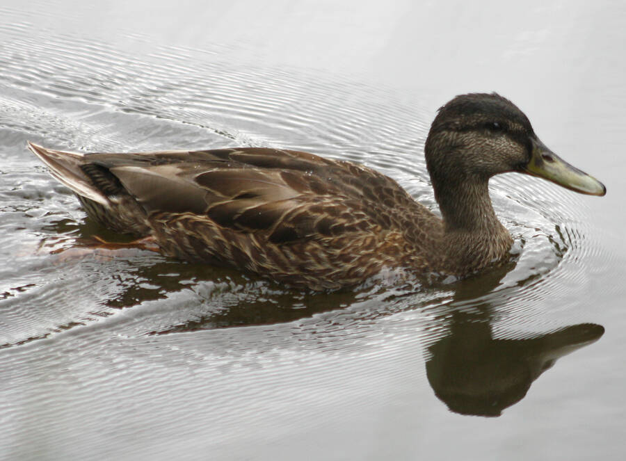 photographer JohnR wildlife  photo taken at Winsford