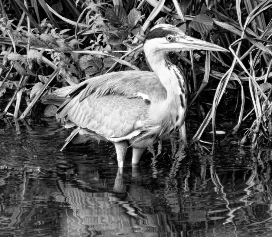 photographer dntphotographs wildlife  photo