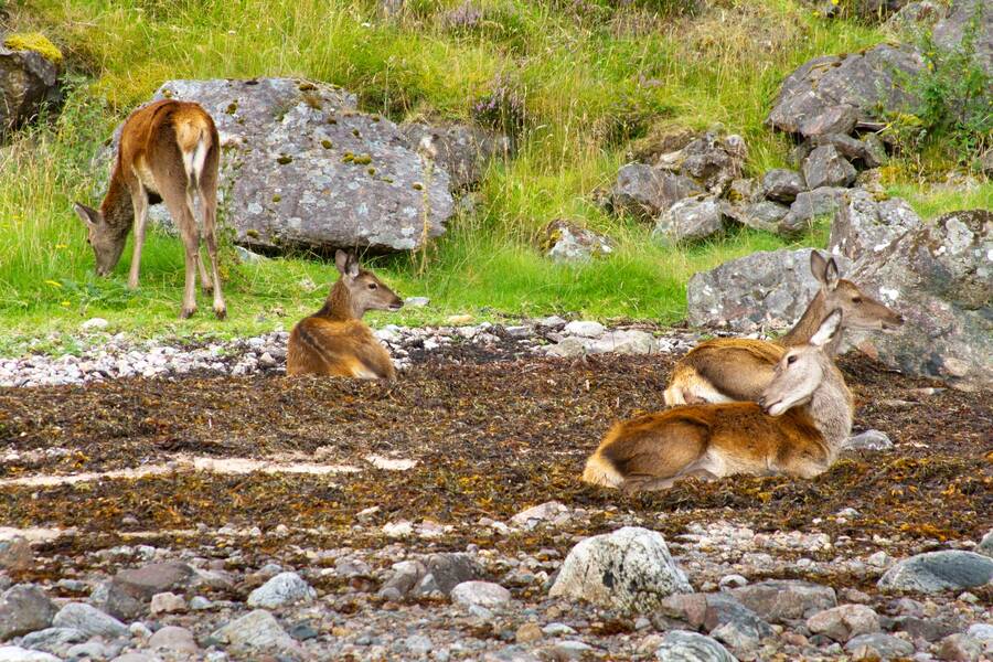 photographer Mark wildlife  photo