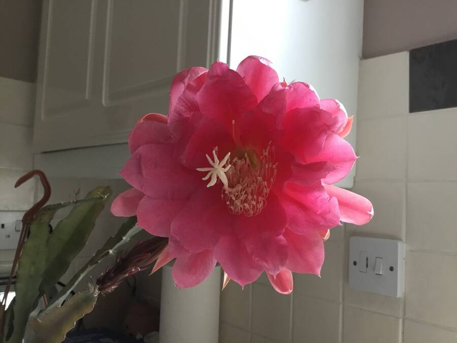 photographer  still life  photo