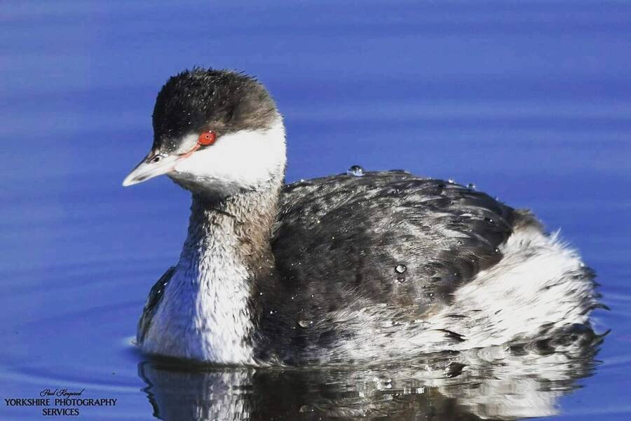 photographer Yorkshire photography services wildlife  photo