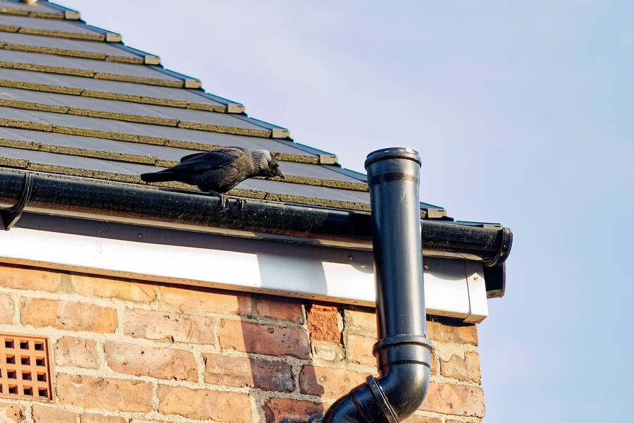 photographer dntphotographs wildlife  photo taken at Darlington