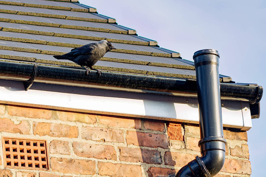 photographer dntphotographs wildlife  photo taken at Darlington