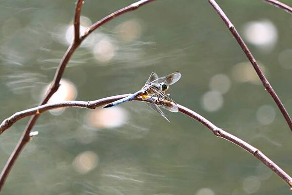 photographer Bitten by the Bug wildlife  photo