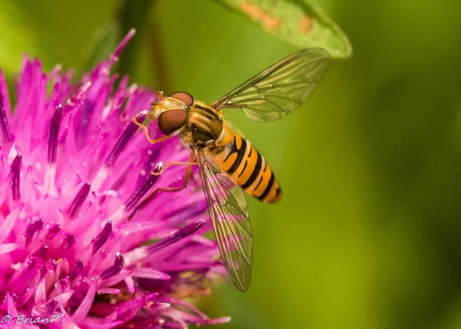 photographer BrianP macro  photo