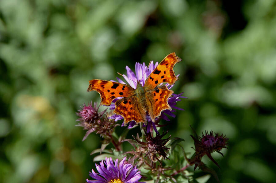 photographer Dave Wells uncategorized  photo