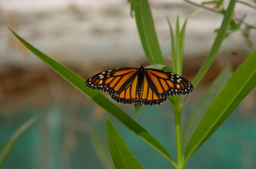 photographer Dave Wells uncategorized  photo