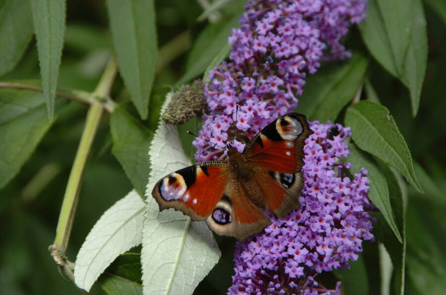 photographer Dave Wells uncategorized  photo