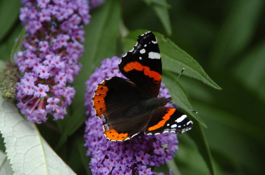 photographer Dave Wells uncategorized  photo