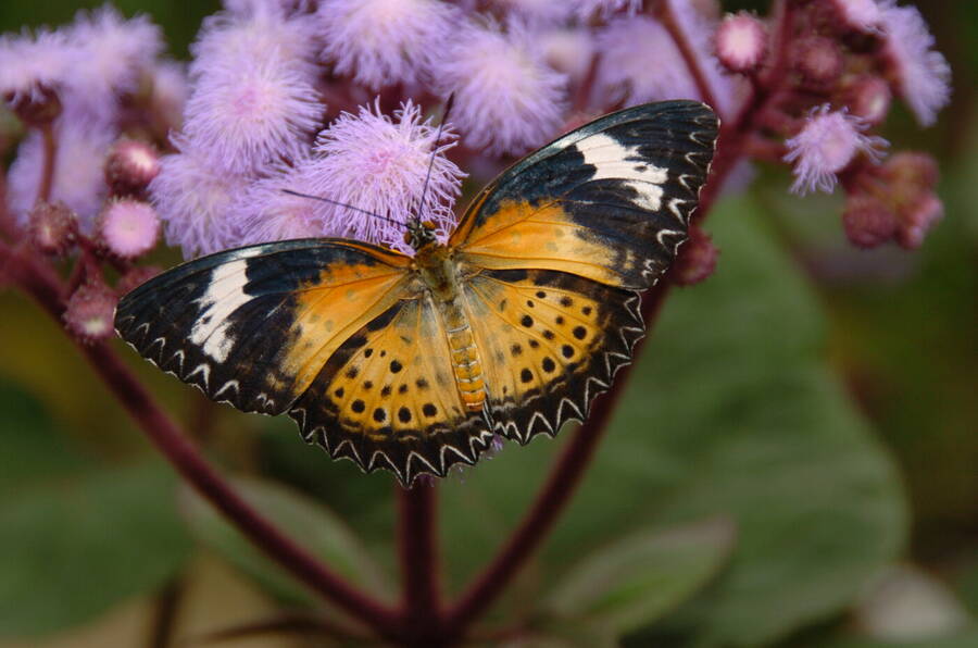 photographer Dave Wells uncategorized  photo