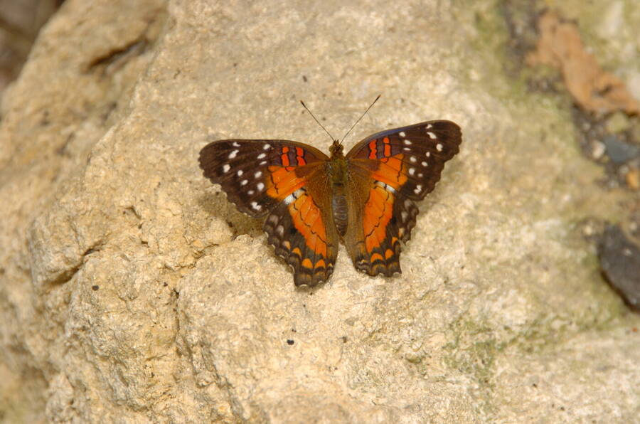 photographer Dave Wells uncategorized  photo