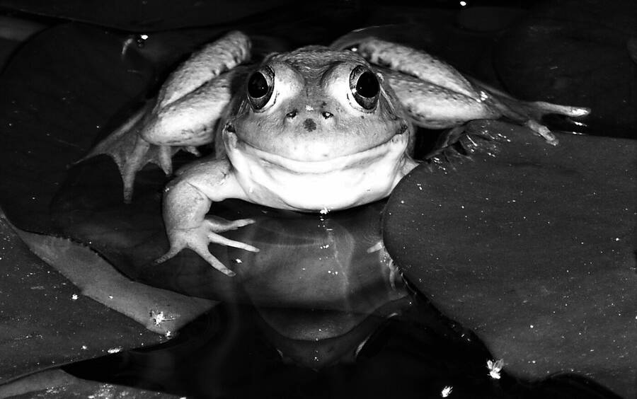 photographer Dave Wells uncategorized  photo