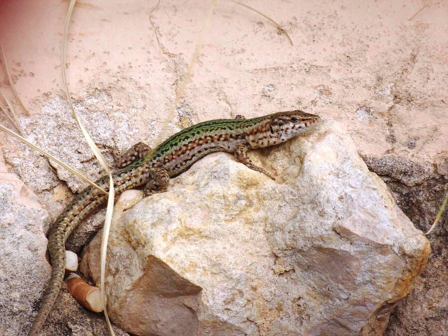 photographer Dave Wells uncategorized  photo